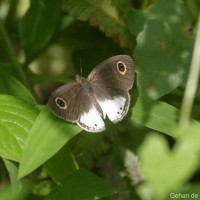 Ypthima ceylonica Hewitson, 1864